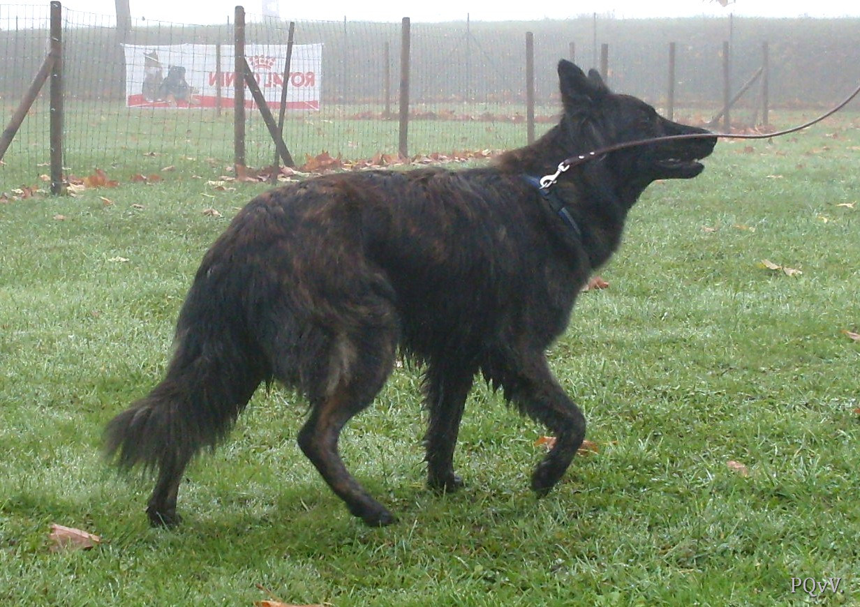  Gravin Grapphje van de Rozeborgh